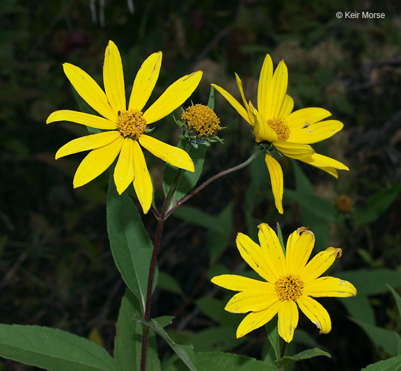 Image of Jerusalem artichoke