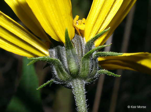 Image of Jerusalem artichoke