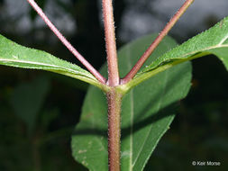 Image of Jerusalem artichoke