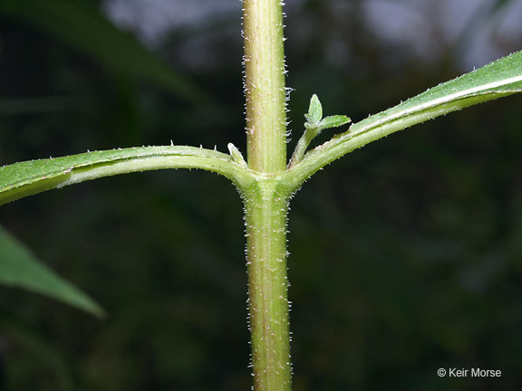 Image of Jerusalem artichoke