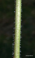 Image of Jerusalem artichoke