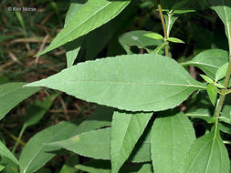 Image of Jerusalem artichoke