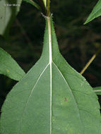 Image of Jerusalem artichoke