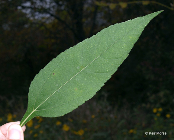 Image of Jerusalem artichoke