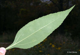 Image of Jerusalem artichoke