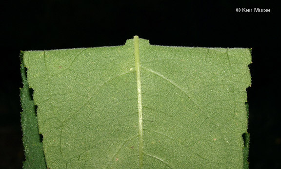 Image of Jerusalem artichoke