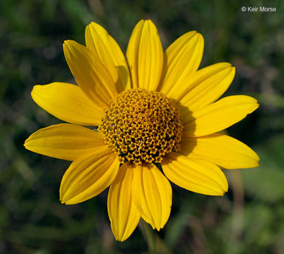 Heliopsis helianthoides var. scabra (Dunal) Fern. resmi