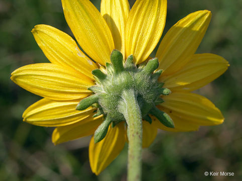 Image of smooth oxeye