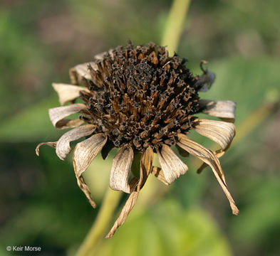 Heliopsis helianthoides var. scabra (Dunal) Fern. resmi