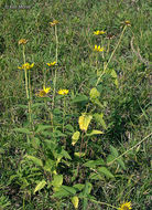 Image of smooth oxeye