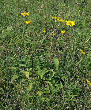 Image of smooth oxeye