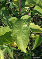 Heliopsis helianthoides var. scabra (Dunal) Fern. resmi