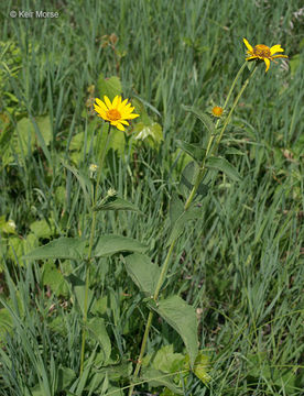 Image of smooth oxeye