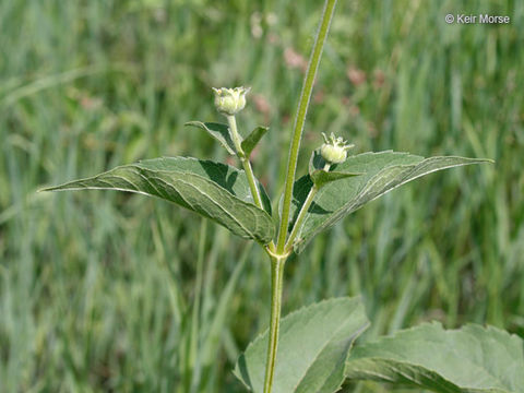 Image of smooth oxeye