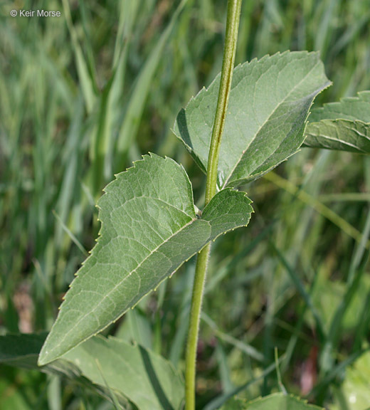 Image of smooth oxeye