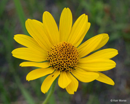 Image of smooth oxeye