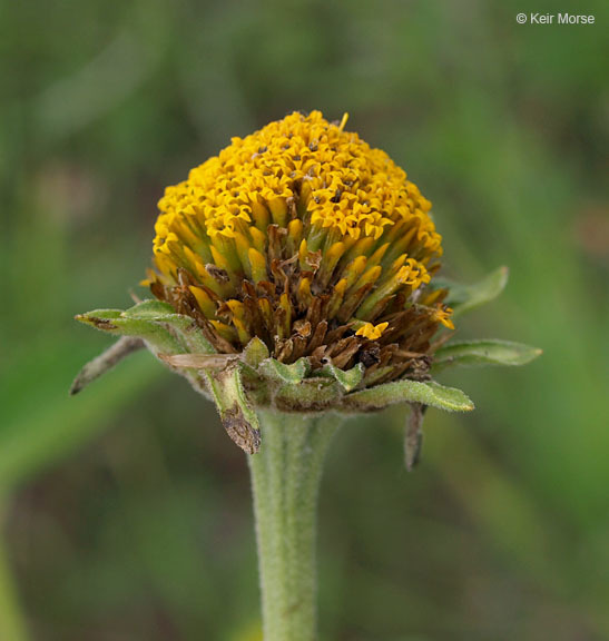 Image of smooth oxeye