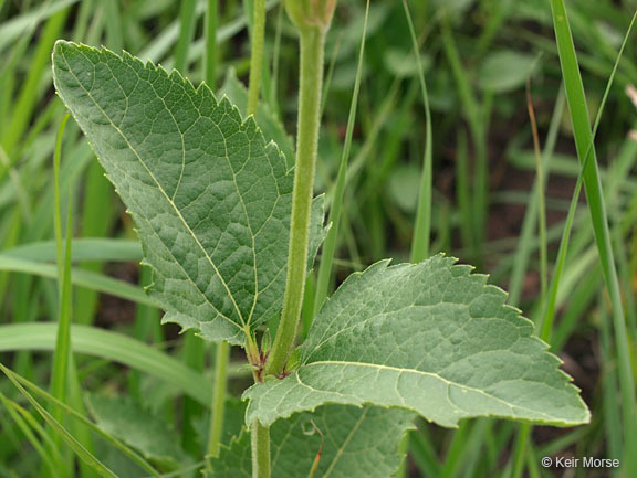 Image of smooth oxeye