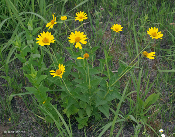 Heliopsis helianthoides var. scabra (Dunal) Fern. resmi