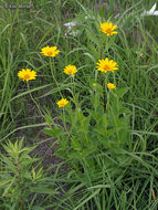 Heliopsis helianthoides var. scabra (Dunal) Fern. resmi