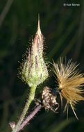 Image of <i>Hieracium longipilum</i>