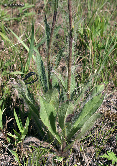 Image of <i>Hieracium longipilum</i>