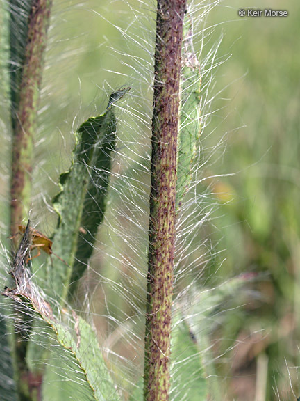 Image of <i>Hieracium longipilum</i>