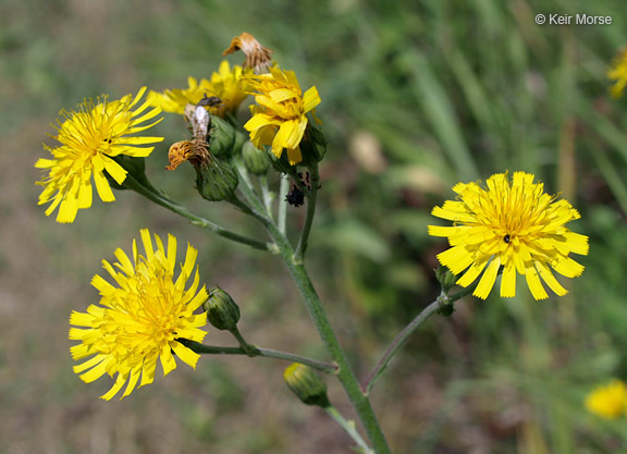 Imagem de Hieracium umbellatum L.