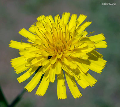 Image of hawkweed