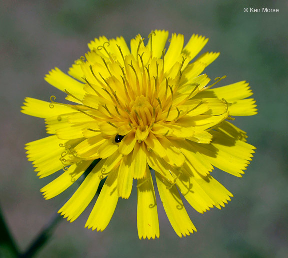 Imagem de Hieracium umbellatum L.