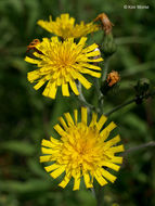 Imagem de Hieracium umbellatum L.