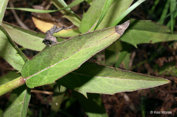 Imagem de Hieracium umbellatum L.