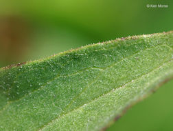 Imagem de Hieracium umbellatum L.