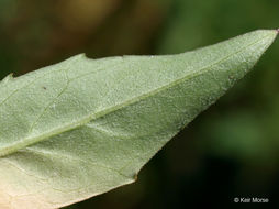 Imagem de Hieracium umbellatum L.