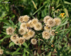 Image of hawkweed