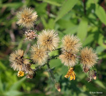 Imagem de Hieracium umbellatum L.