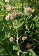 Imagem de Hieracium umbellatum L.