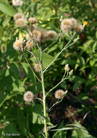 Image of hawkweed