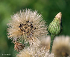 Image of hawkweed