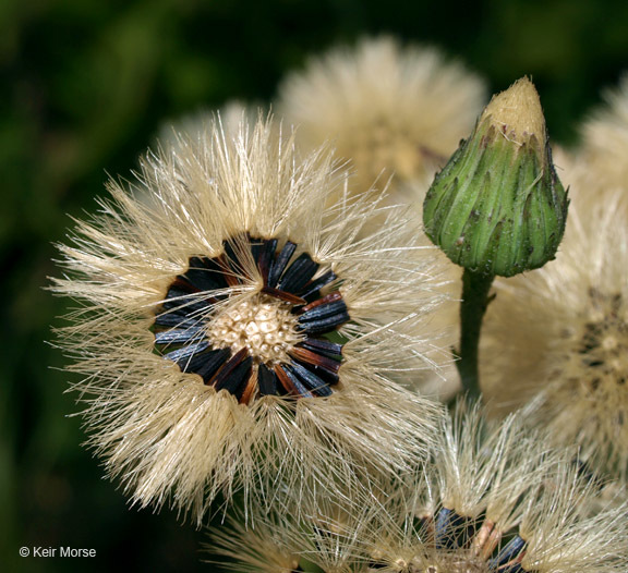 Image of hawkweed