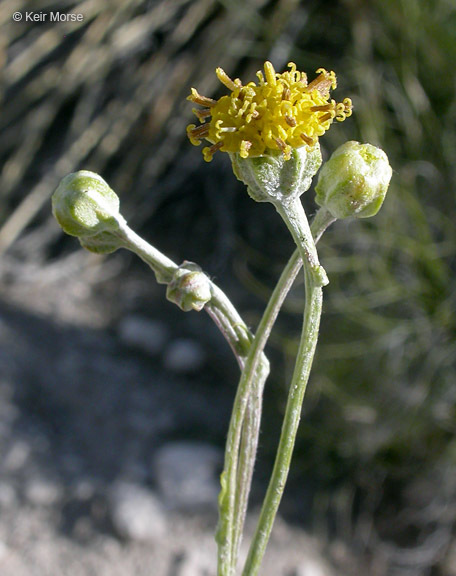 Image of manyhead hymenopappus