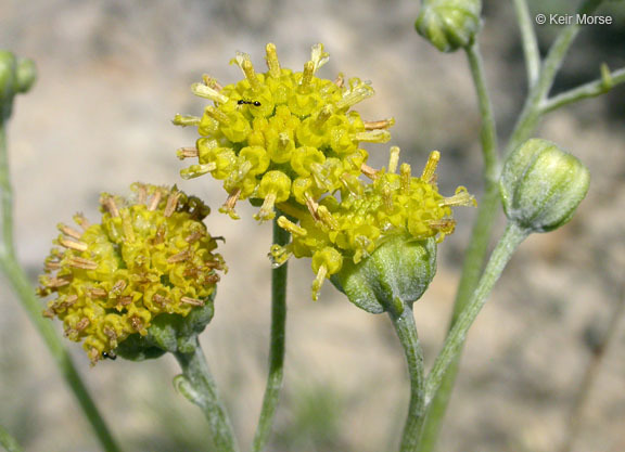 Plancia ëd Hymenopappus filifolius var. polycephalus (Osterh.) B. L. Turner