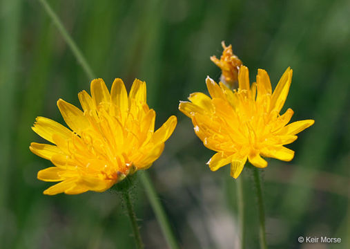 Image of twoflower dwarfdandelion