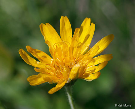 Image of twoflower dwarfdandelion