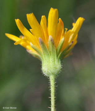 Image of twoflower dwarfdandelion