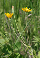 Image of twoflower dwarfdandelion