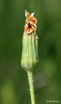 Image of twoflower dwarfdandelion