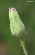 Image of twoflower dwarfdandelion