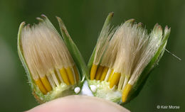Image of twoflower dwarfdandelion