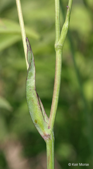 Image of twoflower dwarfdandelion